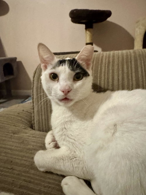 Iverson, Adult Domestic Short Hair (short coat), cat for adoption in Jacksonville, Florida