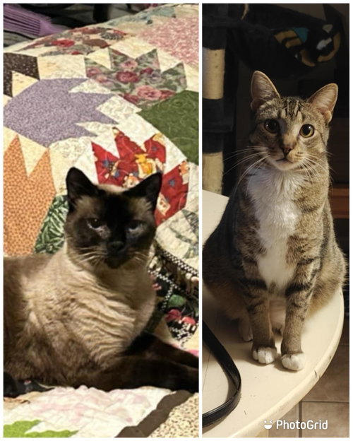Blu & Bon Clay, Adult Siamese / Domestic Short Hair / Mixed (short coat), cat for adoption in Jacksonville, Florida