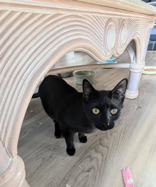 Tennyson, Young Domestic Short Hair, cat for adoption in Jacksonville, Florida