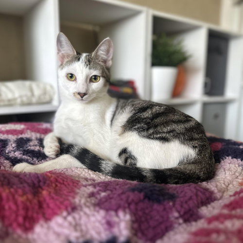 Gilligan =^.^=, Baby Domestic Short Hair, cat for adoption in Jacksonville, Florida