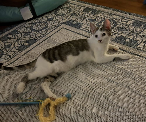 Photo 2 of Gilligan =^.^=