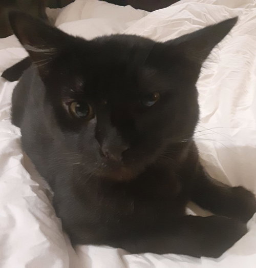 Solo, Adult Domestic Short Hair (short coat), cat for adoption in Jacksonville, Florida