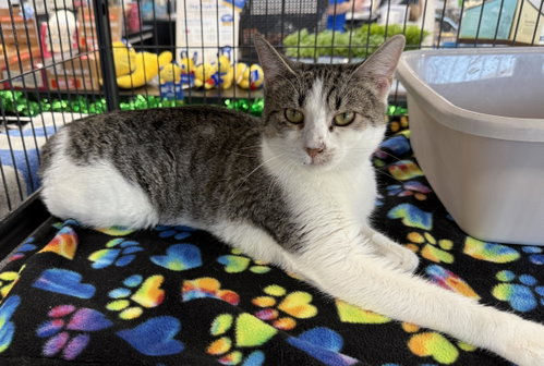 Bella, Young Domestic Short Hair (short coat), cat for adoption in Jacksonville, Florida