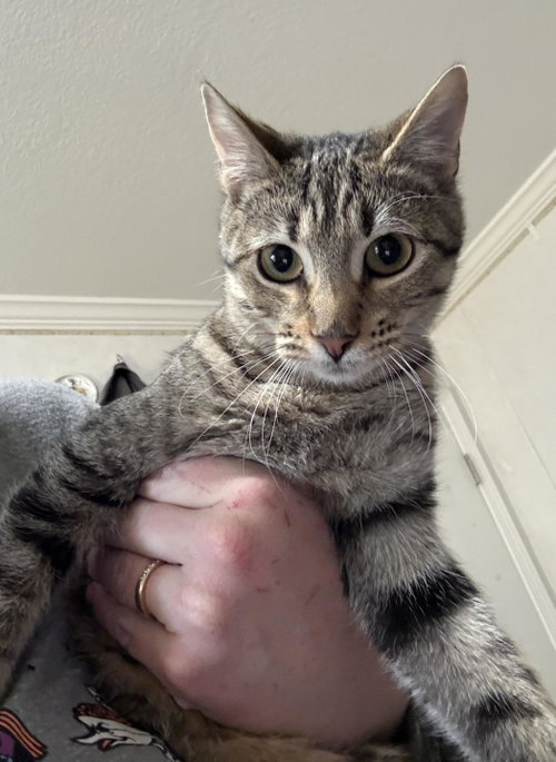 Ambrosia =^.^=, Young Domestic Short Hair (short coat), cat for adoption in Jacksonville, Florida