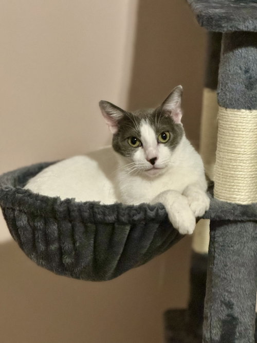 Nellie, Adult Domestic Short Hair (short coat), cat for adoption in Jacksonville, Florida
