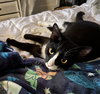Adan =^.^=