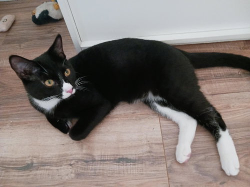 Raymond and Reagan =^.^=, Young Domestic Short Hair (short coat), cat for adoption in Jacksonville, Florida