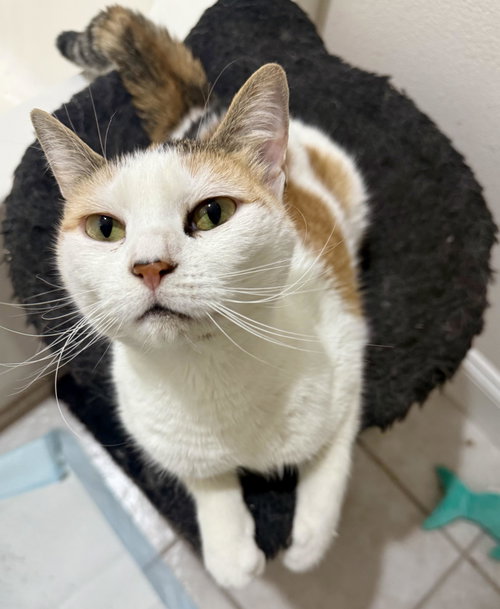 Cupcake, Adult Domestic Short Hair / Calico / Mixed (short coat), cat for adoption in Jacksonville, Florida