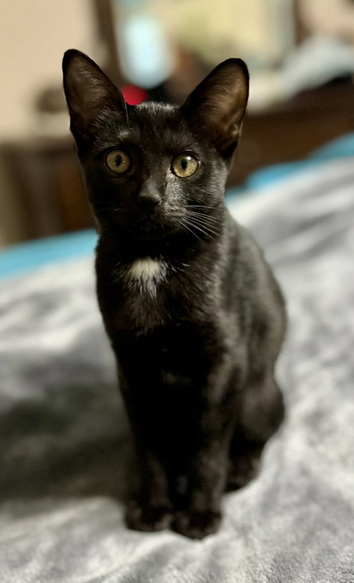Evee, Young Domestic Short Hair (short coat), cat for adoption in Jacksonville, Florida