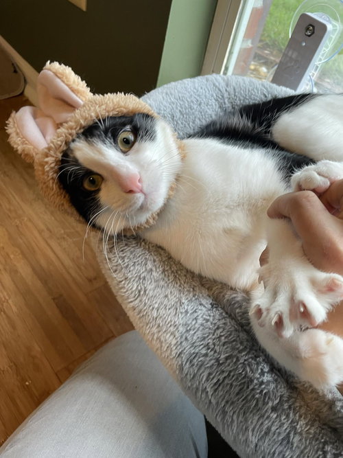 Rue =^.^=, Young Domestic Short Hair (short coat), cat for adoption in Jacksonville, Florida