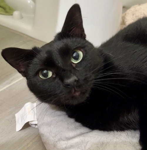 Kenya, Adult Domestic Short Hair, cat for adoption in Jacksonville, Florida