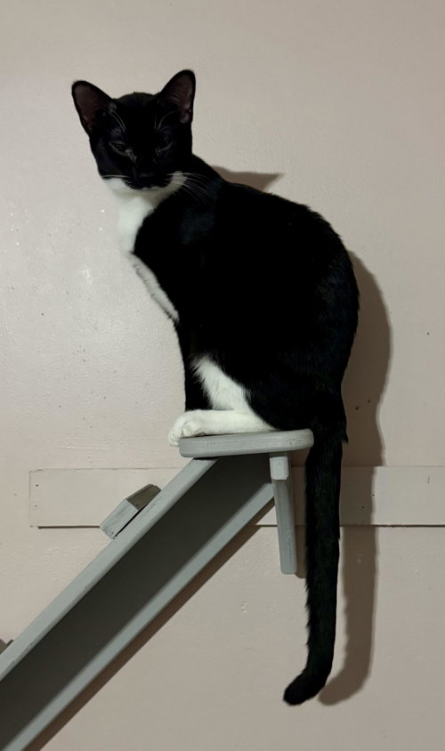 Coco Belle, Young Domestic Short Hair (short coat), cat for adoption in Jacksonville, Florida