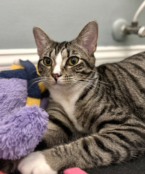 Loxley =^.^=, Young Domestic Short Hair (short coat), cat for adoption in Jacksonville, Florida