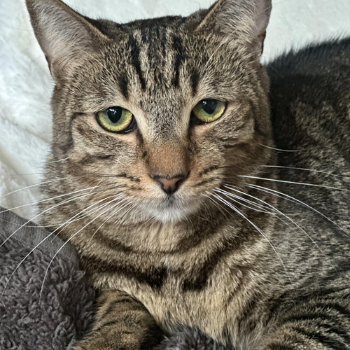 Phoebe, Young Domestic Short Hair, cat for adoption in Jacksonville, Florida