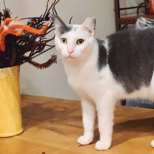Cole, Adult Domestic Short Hair, cat for adoption in Jacksonville, Florida