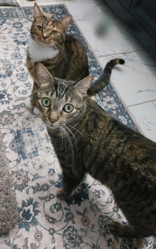 Sally and Birdie, Adult Domestic Short Hair (short coat), cat for adoption in Jacksonville, Florida