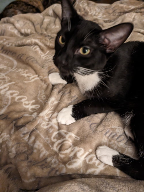 Ethan, Young Domestic Short Hair (short coat), cat for adoption in Jacksonville, Florida