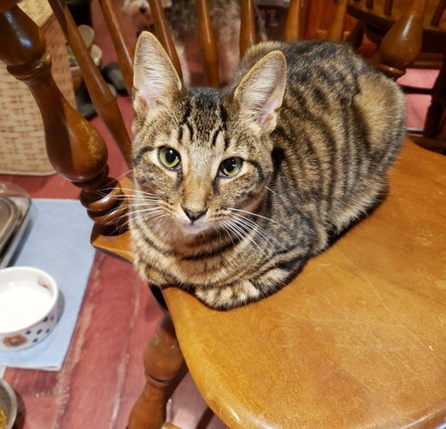 Dilly, Adult Domestic Short Hair (short coat), cat for adoption in Jacksonville, Florida