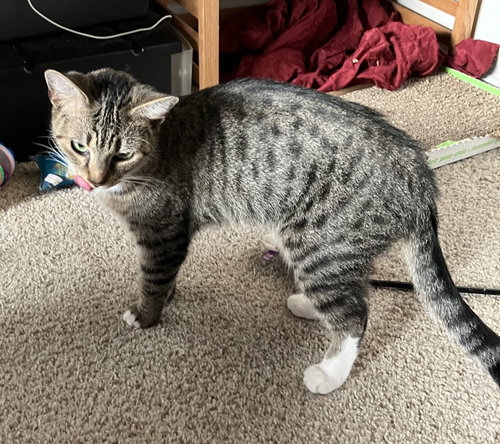 Nelly Mae, Adult Domestic Short Hair / Mixed (short coat), cat for adoption in Jacksonville, Florida