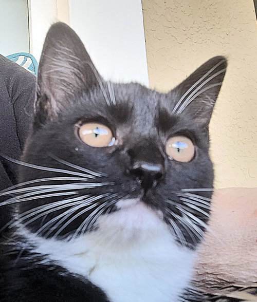Zola =^.^=, Young Domestic Short Hair / Mixed (short coat), cat for adoption in Jacksonville, Florida