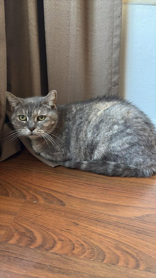 Graycee, Adult Domestic Short Hair / Mixed (short coat), cat for adoption in Jacksonville, Florida