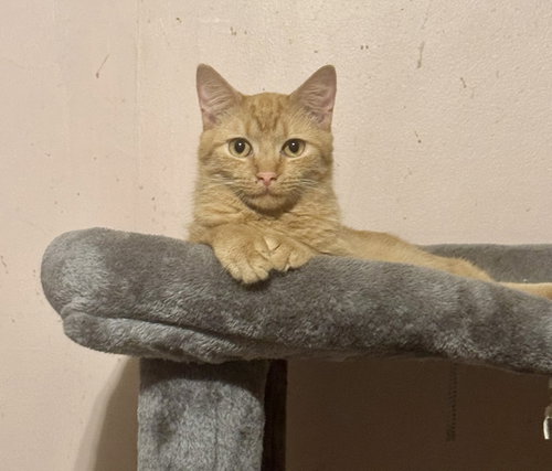 Finn =^.^=, Young Domestic Short Hair / Mixed (short coat), cat for adoption in Jacksonville, Florida