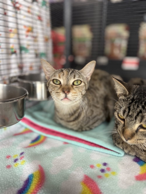 Eva =^.^=, Domestic Short Hair / Mixed (short coat), cat for adoption in Jacksonville, Florida