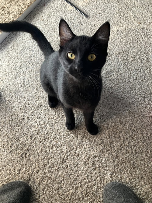 Griffen =^.^=, Baby Domestic Short Hair / Mixed (short coat), cat for adoption in Jacksonville, Florida