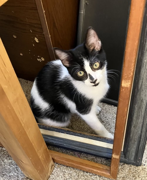 Gabby =^.^=, Baby Domestic Short Hair / Mixed (short coat), cat for adoption in Jacksonville, Florida