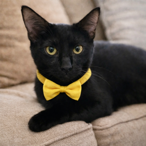 Daffodil =^.^=, Young Domestic Short Hair (short coat), cat for adoption in Jacksonville, Florida