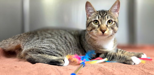 Sage =^.^=, Young Domestic Short Hair / Mixed (short coat), cat for adoption in Jacksonville, Florida
