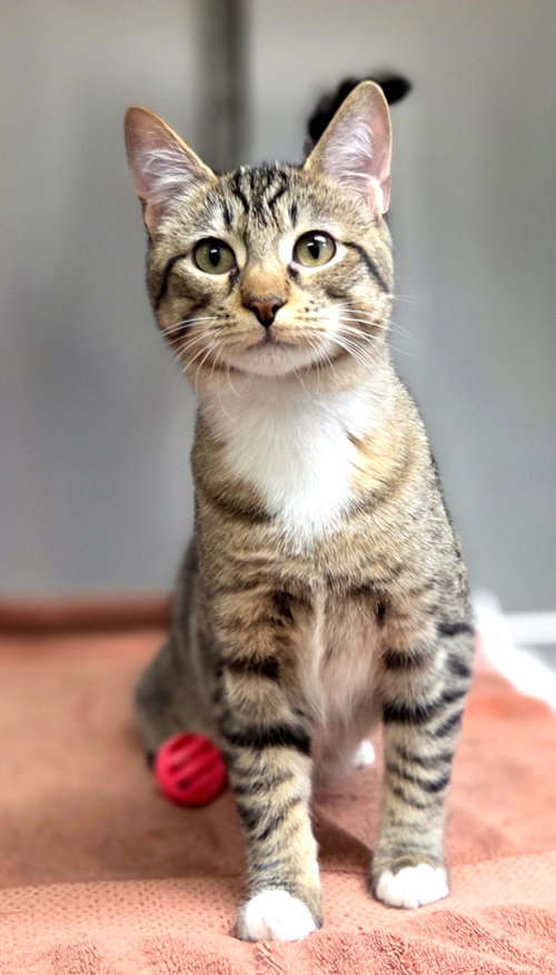 Photo 3 of Sage =^.^=