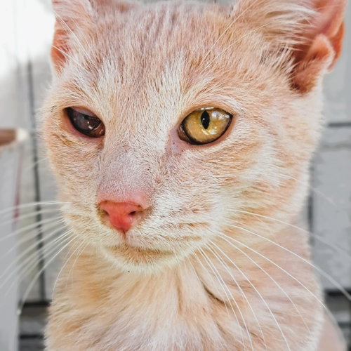 Wish =^.^=, Young Domestic Short Hair / Mixed (short coat), cat for adoption in Jacksonville, Florida