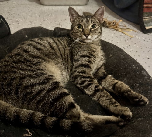 Fletcher =^.^=, Young Domestic Short Hair / Mixed (short coat), cat for adoption in Jacksonville, Florida