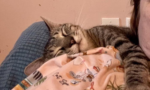Photo 2 of Fletcher =^.^=