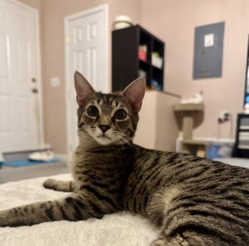 Photo 4 of Fletcher =^.^=