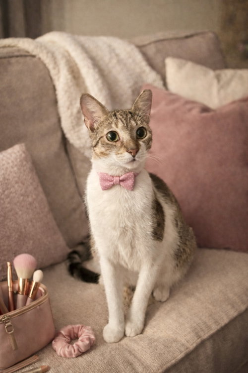 Alaska, Young Domestic Short Hair / Mixed (short coat), cat for adoption in Jacksonville, Florida