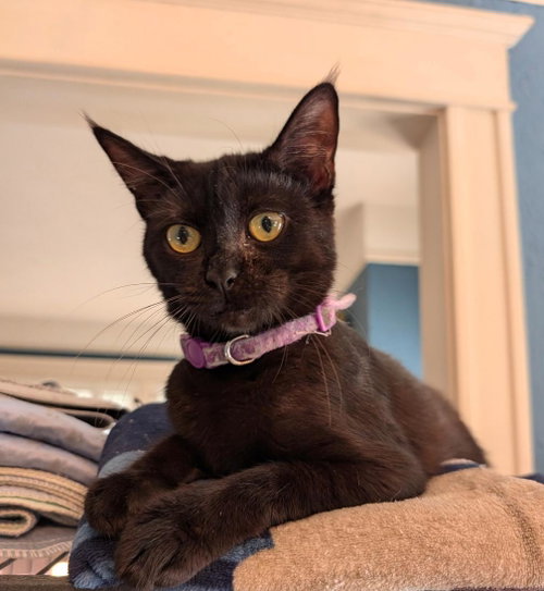 Polly, Adult Domestic Short Hair / Mixed (short coat), cat for adoption in Jacksonville, Florida