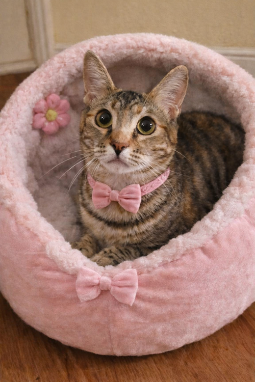 Lottie =^.^=, Young Domestic Short Hair / Mixed (short coat), cat for adoption in Jacksonville, Florida