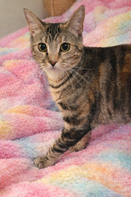Photo 2 of Lottie =^.^=