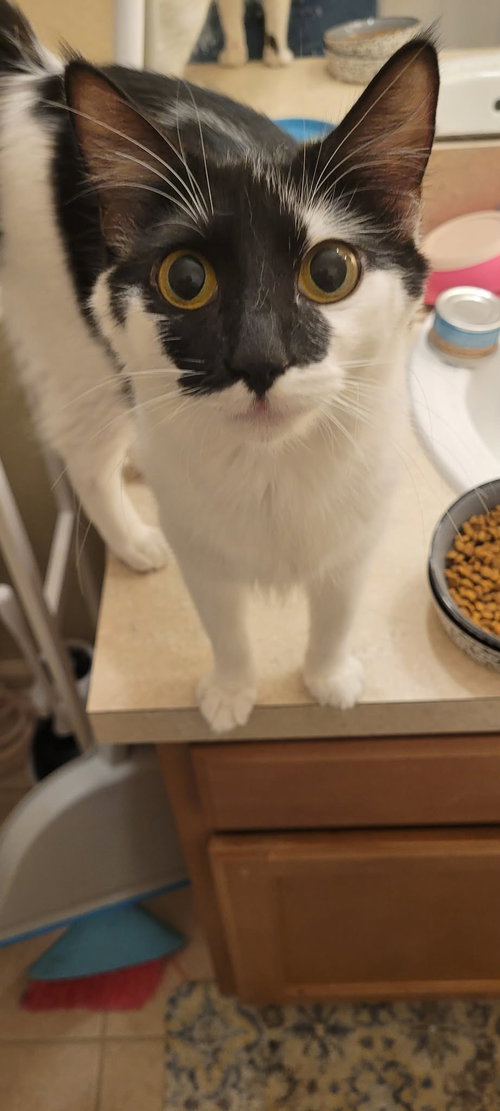 Nellie Mae, Adult Domestic Short Hair / Mixed (short coat), cat for adoption in Jacksonville, Florida