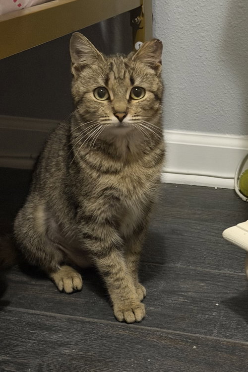 Mary =^.^=, Young Domestic Short Hair / Mixed (short coat), cat for adoption in Jacksonville, Florida