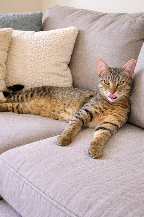 Denver =^.^=, Young Domestic Short Hair / Mixed (short coat), cat for adoption in Jacksonville, Florida