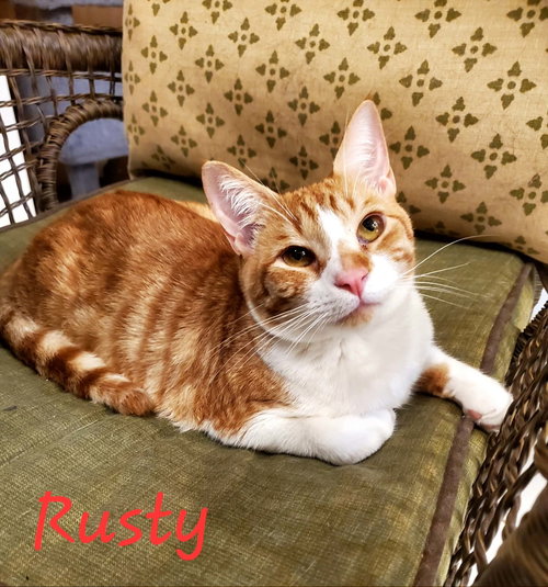 Rusty =^.^=, Young Domestic Short Hair / Mixed (short coat), cat for adoption in Jacksonville, Florida