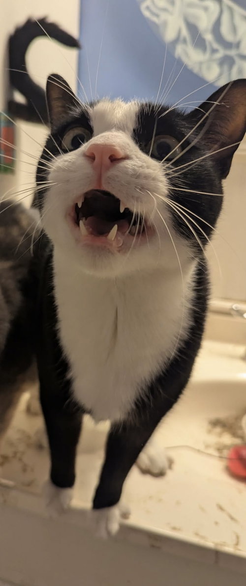 Kole =^.^=, an adoptable Domestic Short Hair in Jacksonville, FL