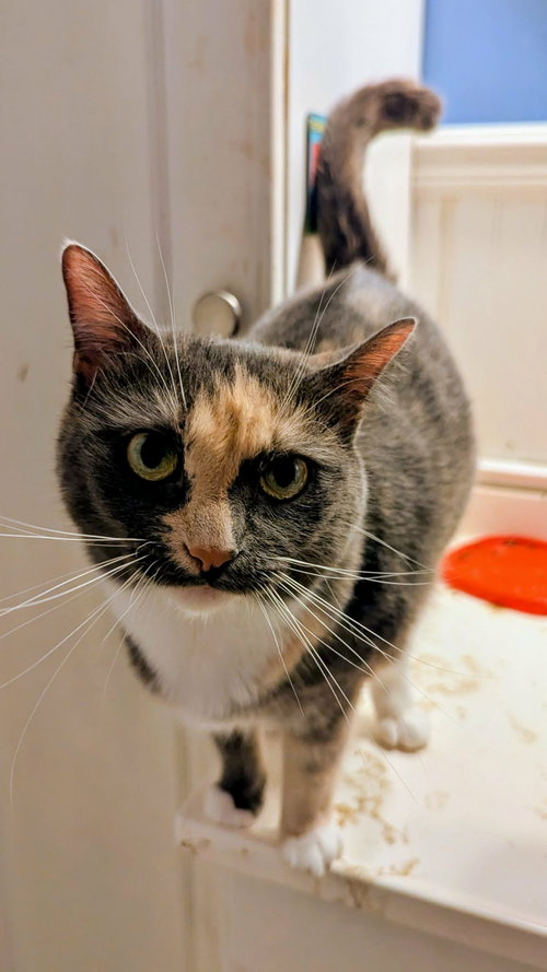 Kadi, an adoptable Domestic Short Hair in Jacksonville, FL