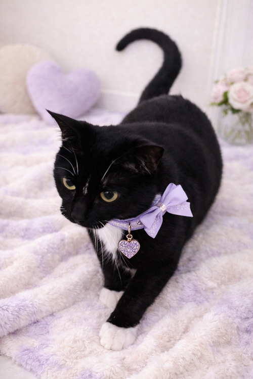 Katniss, an adoptable Domestic Short Hair in Jacksonville, FL
