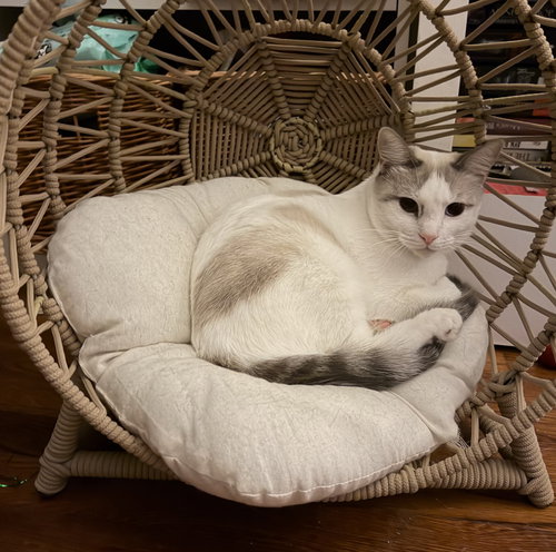 Gus, an adoptable Domestic Short Hair in Jacksonville, FL