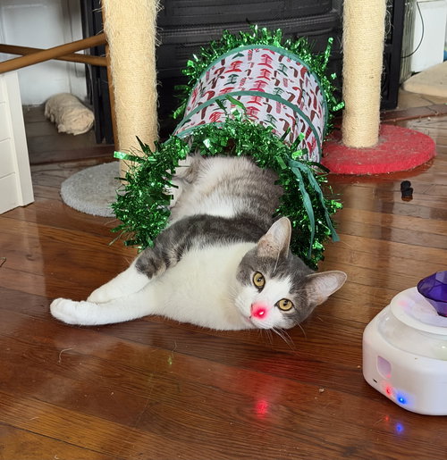 Halo, an adoptable Domestic Short Hair in Jacksonville, FL