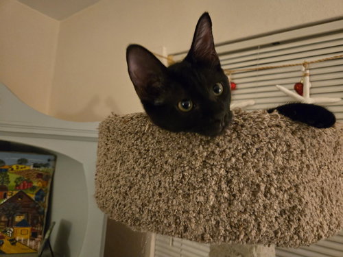 Sabine, an adoptable Domestic Short Hair in Jacksonville, FL